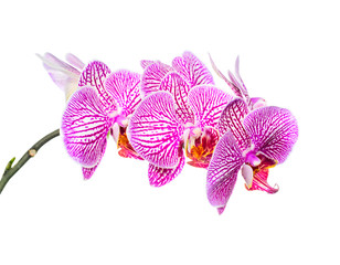 Blooming branch stripped lilac orchid, phalaenopsis is isolated