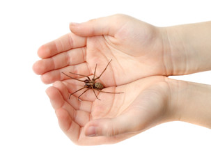 Spider in the childrens hands