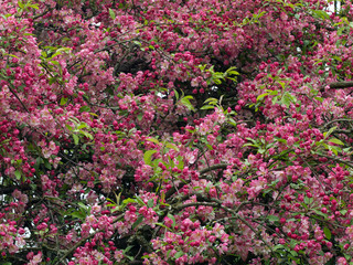 Blossom