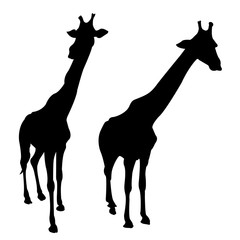 silhouette of giraffe