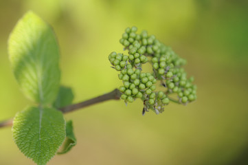 baumblüte 32