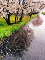 雨の日の桜道