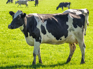 Cows on a green lush meadow