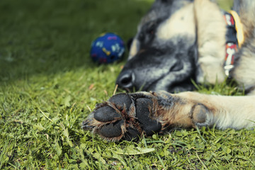 dog relaxing