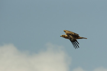 Aquila in volo