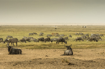 Zebre, bisonti e altri animali nella savana