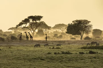 Fond de hotte en verre imprimé Best-sellers Animaux Silhouette de girafe