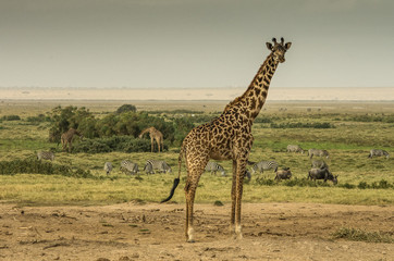 Giraffa, zebre e gnu nella savana