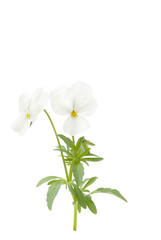 Weisses Hornveilchen