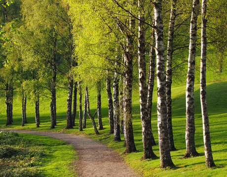 Green walk, Stirling University