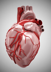 Heart anterior view isolated - 64472600