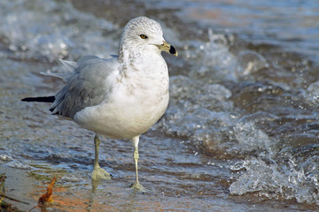 Ring Billed seagull walking along the shoreline