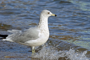Gull standing in rolling waves looking out into the water