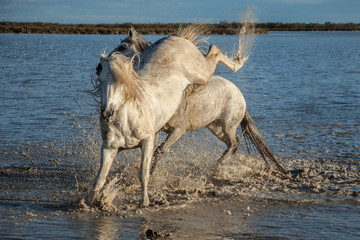Naklejka premium kicking stallion
