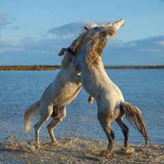 Obraz na płótnie Canvas fighting stallions