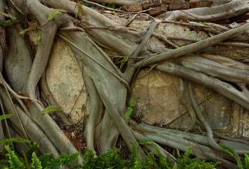 Photos of tree roots cling to the cement wall.