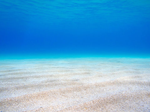 underwater landscape