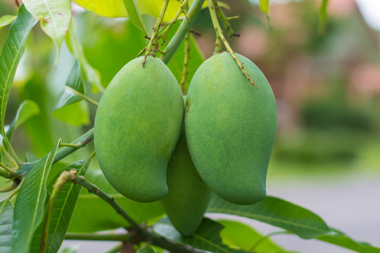 green mango of fruits