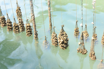 Oyster Farm in the sea