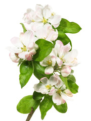 Apfelblüte