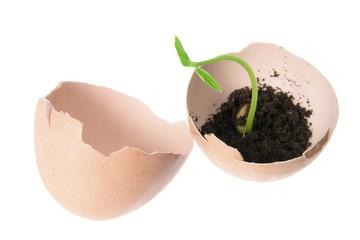Young Plant in Egg Shells