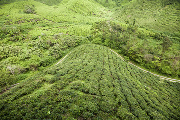 tea plantation