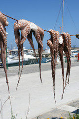Octopus Naoussa Paros Cyclades Greece 04