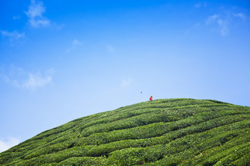 tea plantation landscape 