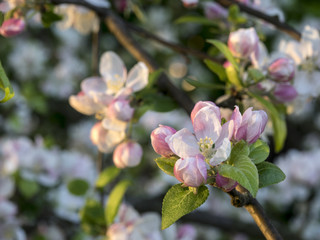 Apple blossoms on tree during spring time