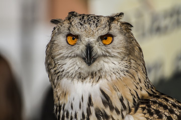 environment, eagle owl, detail of head, lovely plumage