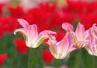 ピンクのグラデーションのチューリップ