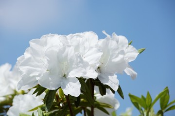 白いツツジ