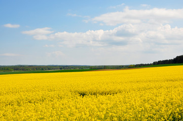 Obraz premium Rapsfeld in Brandenburg