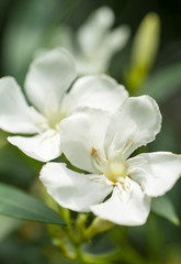 Naklejka na ściany i meble white oleander
