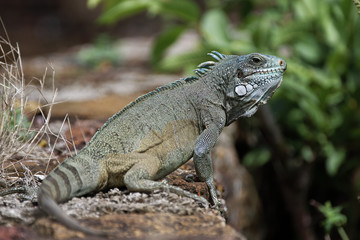 Iguane aux iles du Salut en Guyane