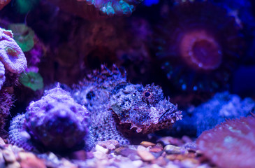 Fototapeta na wymiar wild underwater world