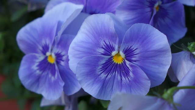Close up of some blue pansy ( Viola x wittrockiana ) flowers