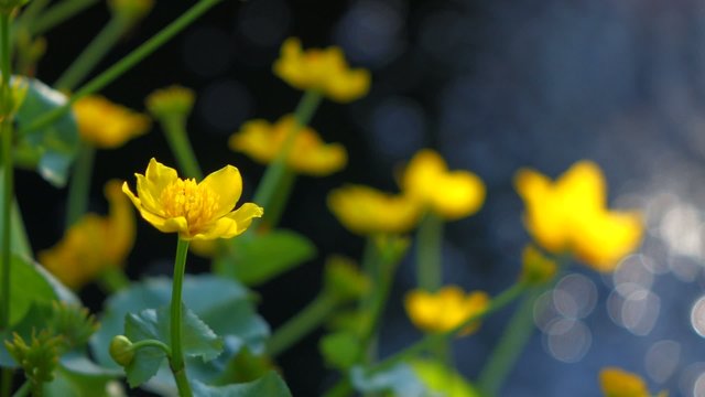 Marsh marigold ( Caltha palustris ) flowers next to a small pond