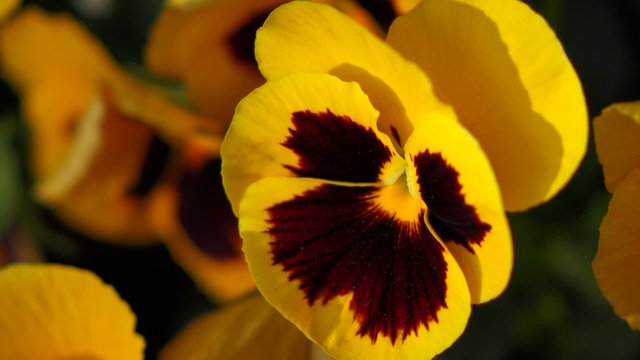 Close up of some yellow pansy ( Viola x wittrockiana ) flowers