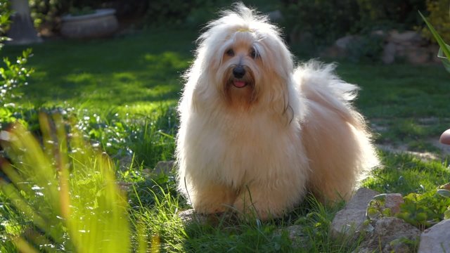 Happy Havanese dog is standing in a garden and wags its tail