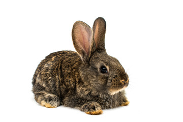 little rabbits