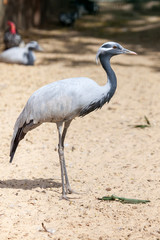 Portrait of a stork in the nature