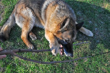 German shepherd