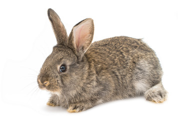 little rabbits