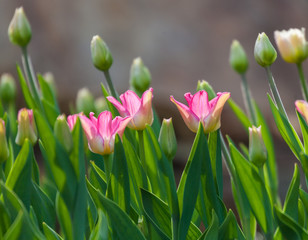 fresh tulips buds