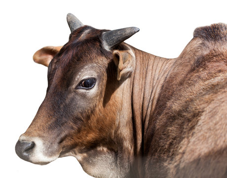 Portrait of Indian cows, isolated