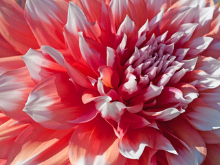 Dahlie - Dahlia