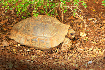 Crawling tortoise in the nature