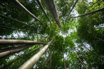 Crédence de cuisine en verre imprimé Bambou forêt de bambous à Damyang, Corée du Sud