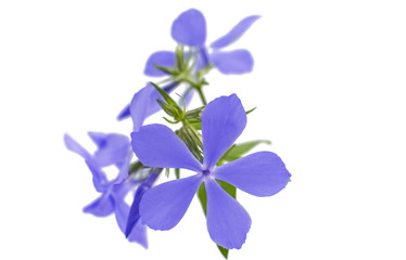 Spring phlox isolated